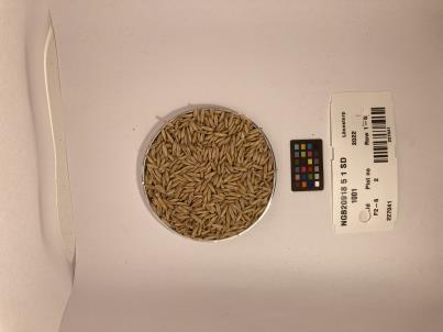 Click for 1 image(s) for this accession. SEED